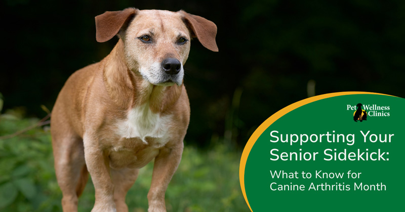 Supporting Your Senior Sidekick: What to know for Canine Arthritis Month