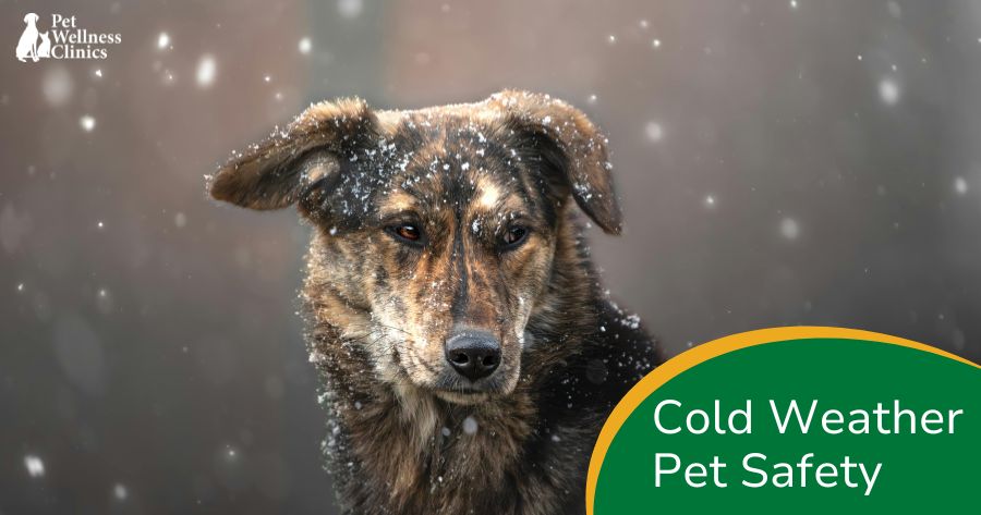 Cold Weather Pet Safety