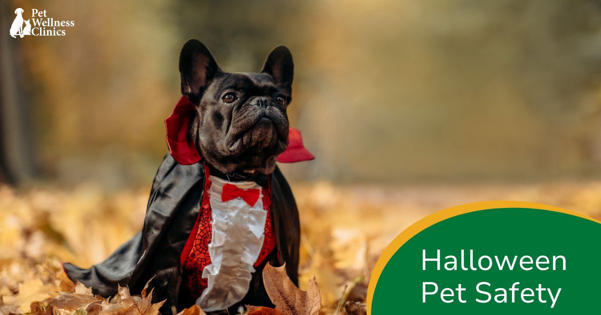 Halloween Pet Safety
