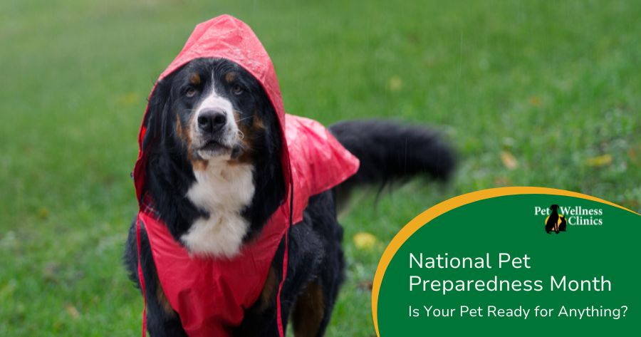 National Pet Preparedness Month