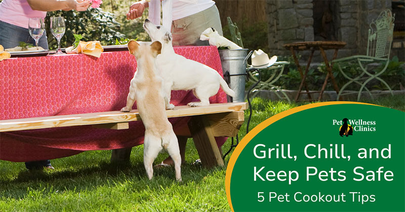 Grill, Chill, and Keep Pets Safe