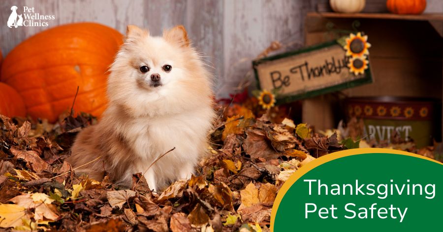 Thanksgiving Pet Safety