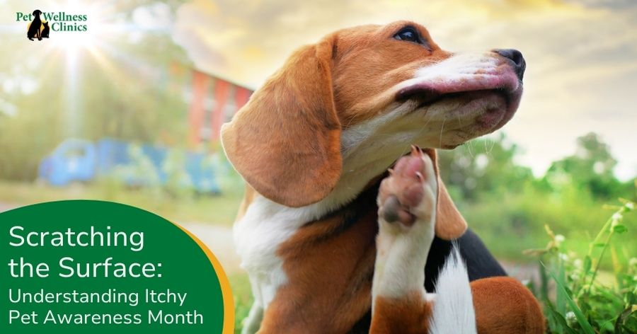 Scratching the Surface: Understanding Itchy Pet Awareness Month