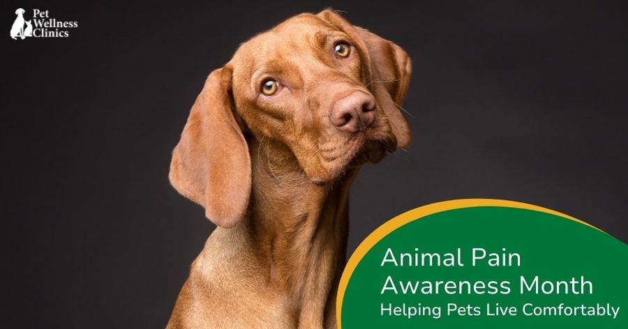 Animal Pain Awareness Month: Helping Pets Live More Comfortably