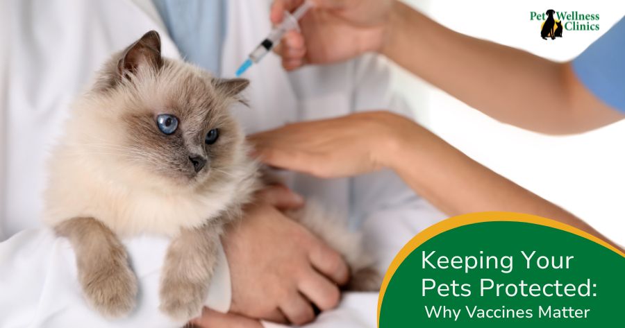 Keeping Your Pet Protected: Why Vaccines Matter