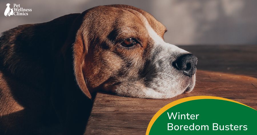Winter Boredom? Snow Problem—Your Pet’s Covered!