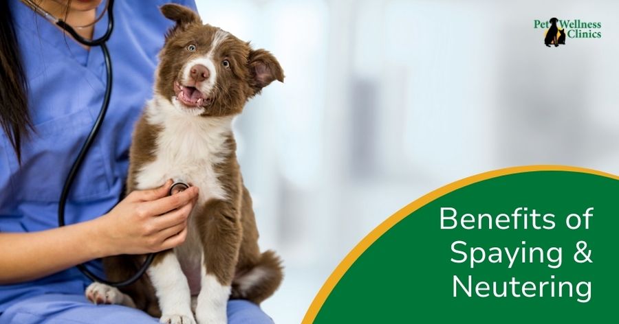 Why Spaying and Neutering Matters