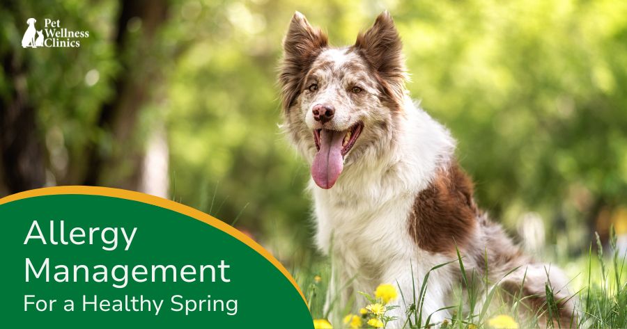 Seasonal Pet Allergies in Indianapolis