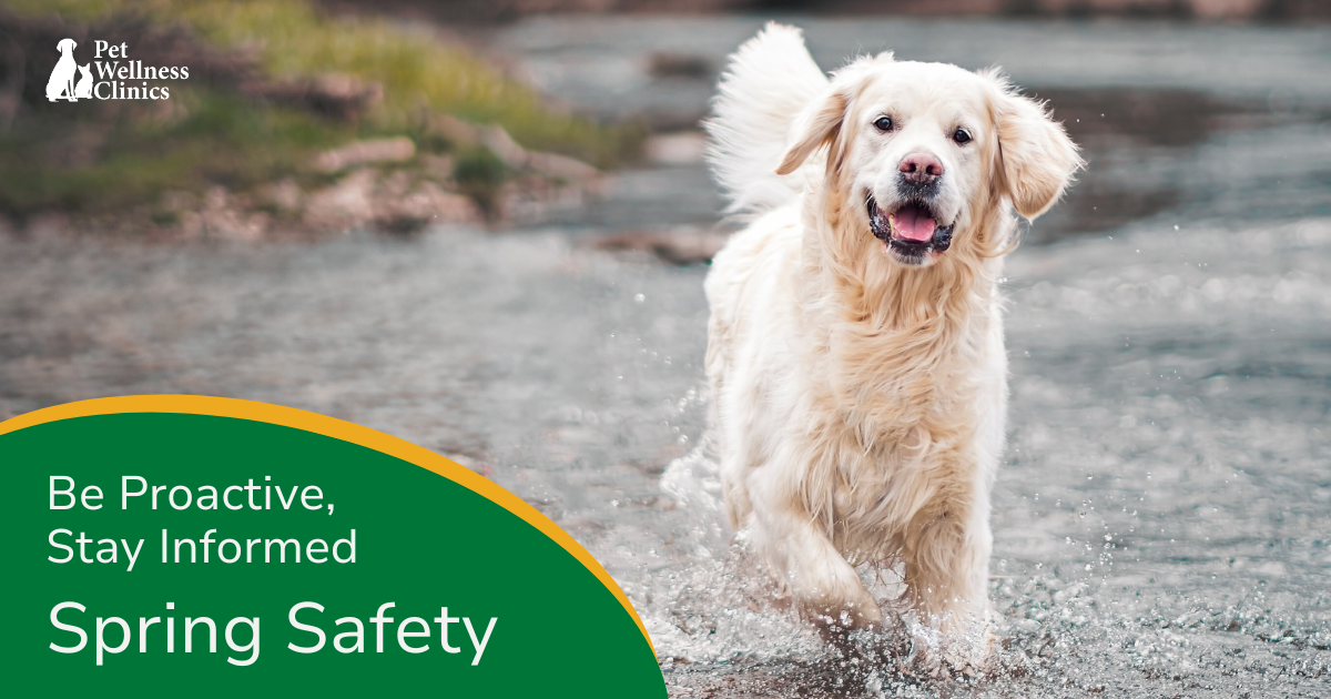 Spring Forward Pet Spring Pet Guide for Dogs & Cats | Pet Wellness Clinics