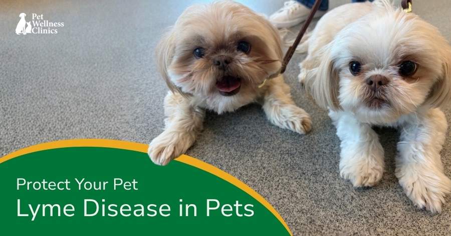 Lyme Disease in Indianapolis Pets 