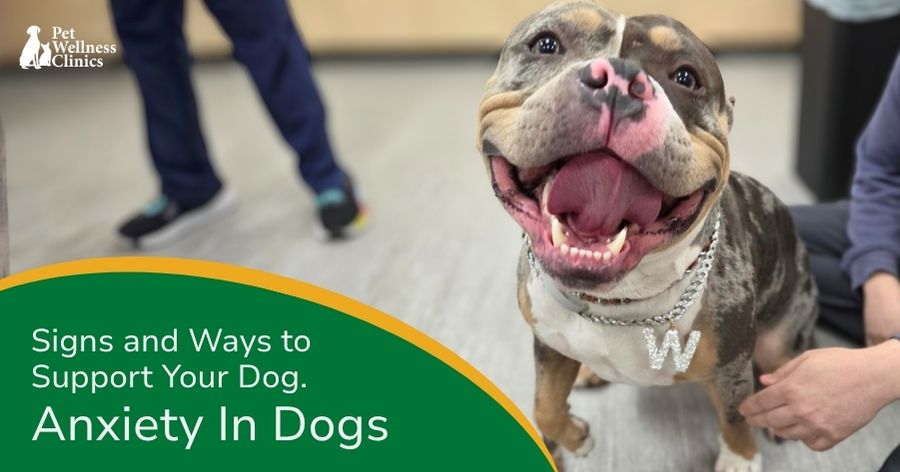 Understanding Dog Anxiety