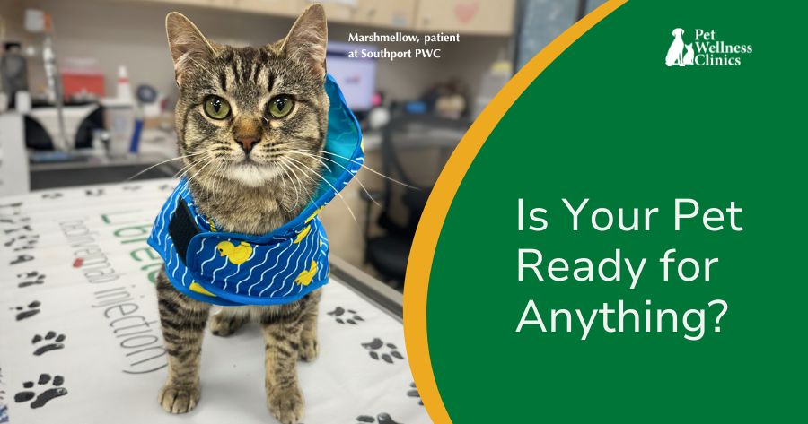 National Pet Preparedness Month