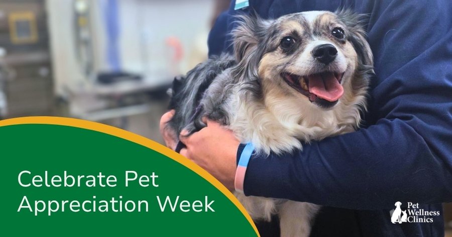 Celebrate Pet Appreciation Week 