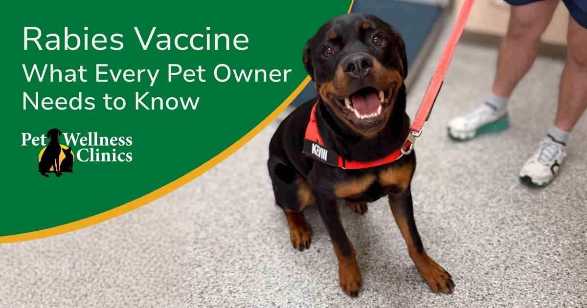 Why Your Pet Needs a Rabies Vaccine
