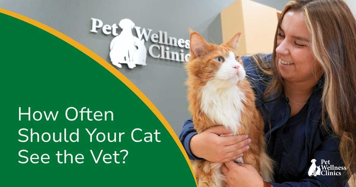 How Often Should You Take Your Cat to the Vet?