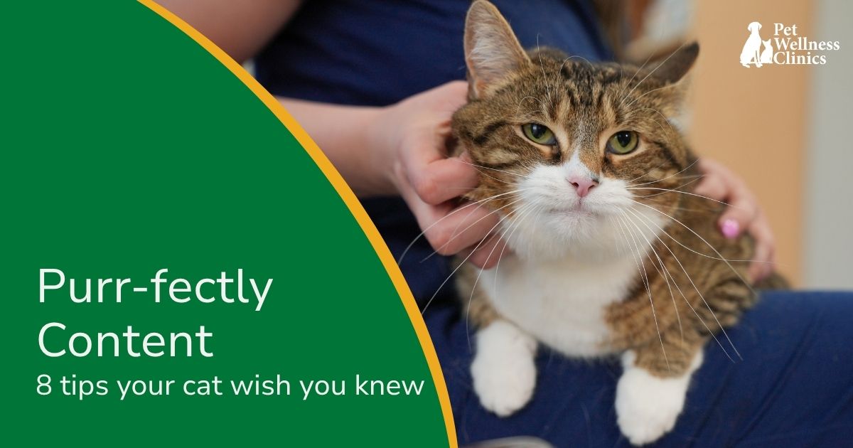 How to Keep Your Cat Happy
