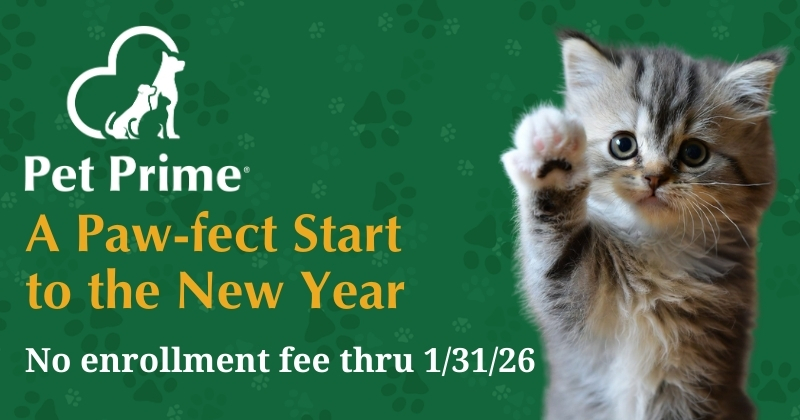 Feline Pet Wellness Plan