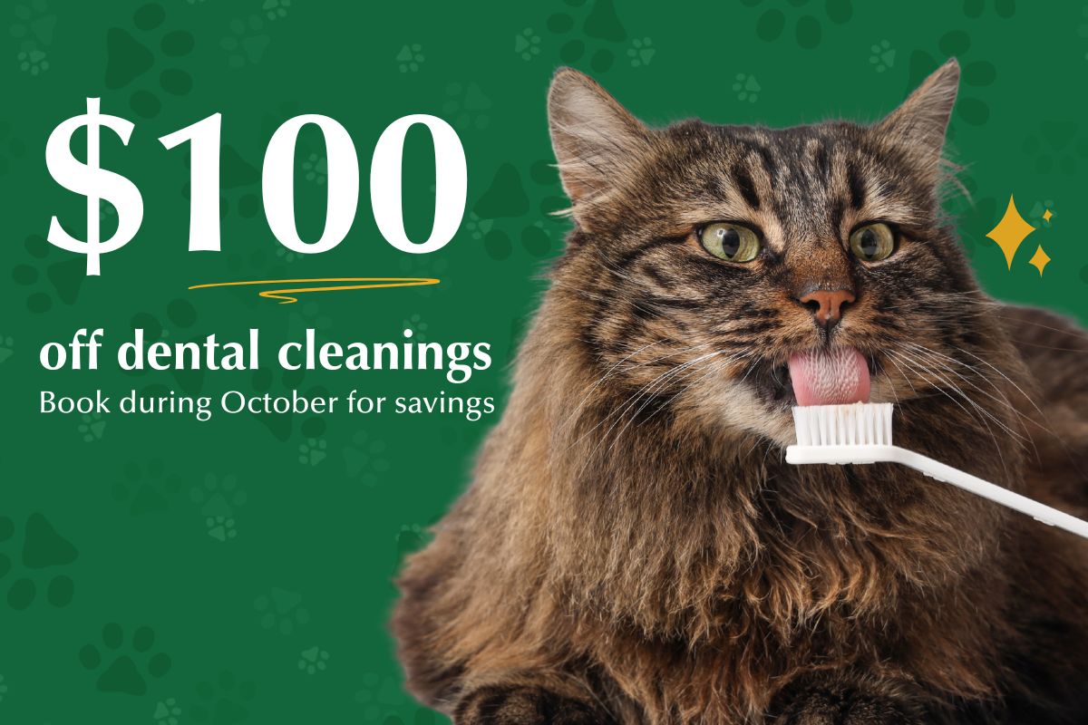 Cat Dental Cleanings - save $100