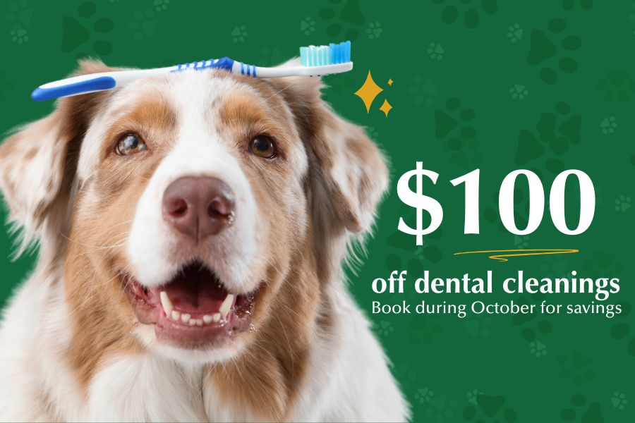 Dog Dental Cleanings - save $100