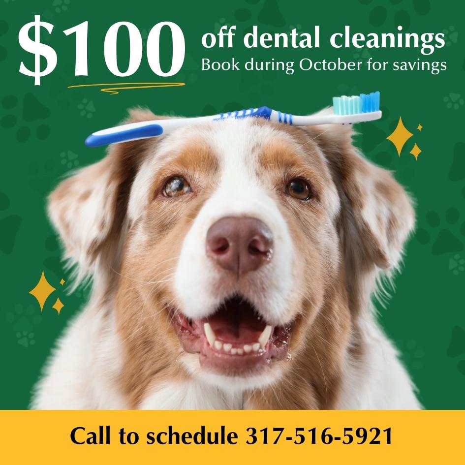 Save $100 on pet dental cleanings