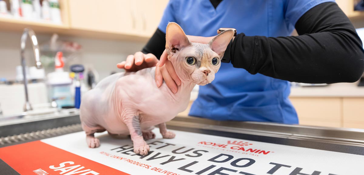 Geist Pet Wellness Clinic - Cat Vet