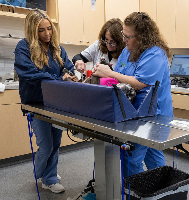 Veterinarian Mentorship Program