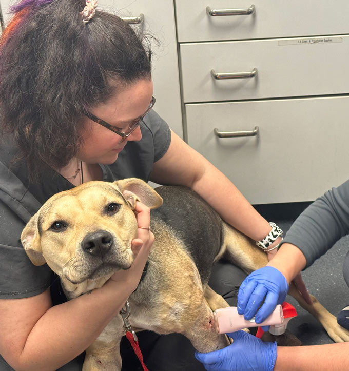 Veterinarian Externship Program