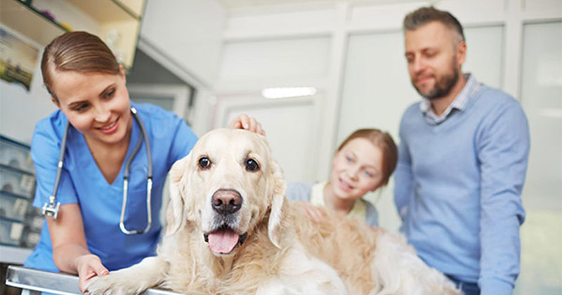 12 Common Pet Emergencies That Need Immediate Attention