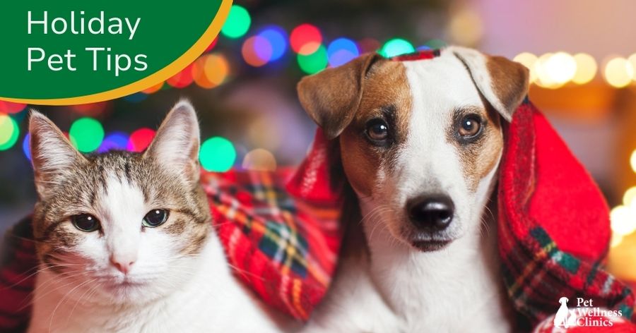 Making Spirits Bright: Holiday Pet Safety Tips