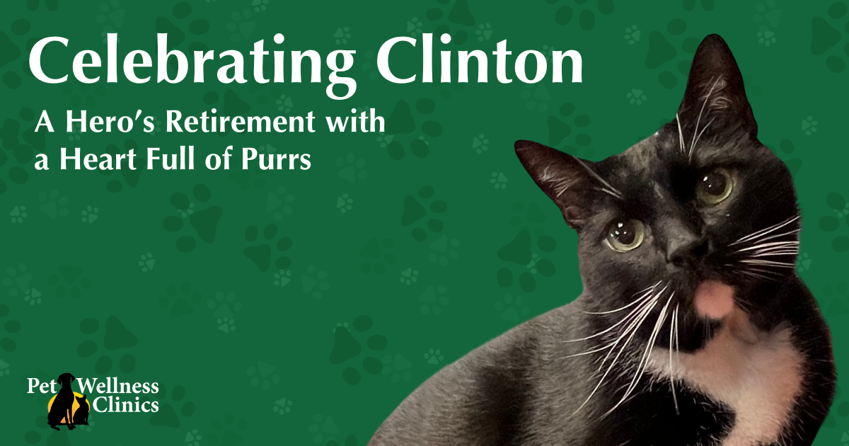 Celebrating Clinton: A Hero’s Retirement with a Heart Full of Purrs 