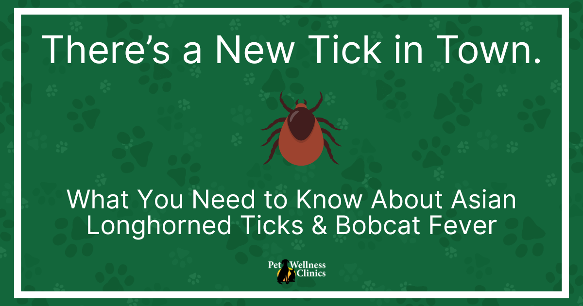 A New Tick in Town: What You Need to Know About the Asian Longhorned Tick and Bob Cat Fever