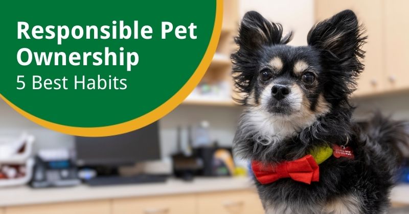 Creating the Habits of Responsible Pet Ownership