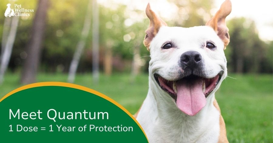 Meet Quantum: Year-Long Parasite Protection for Your Dog