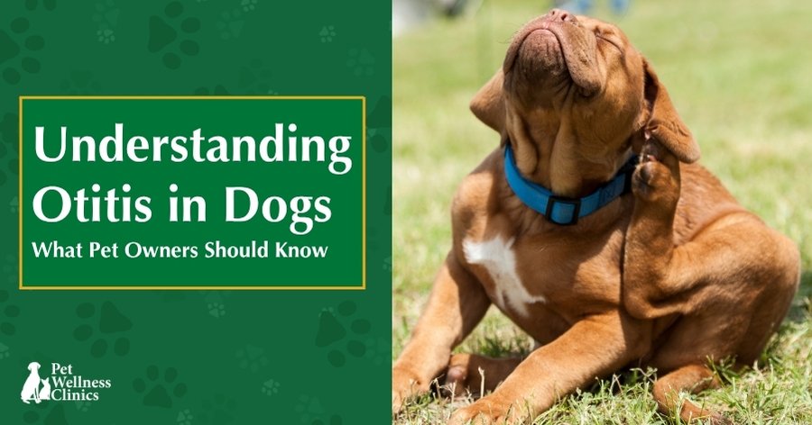 Otitis (Ear Inflammation or Infection) in Dogs