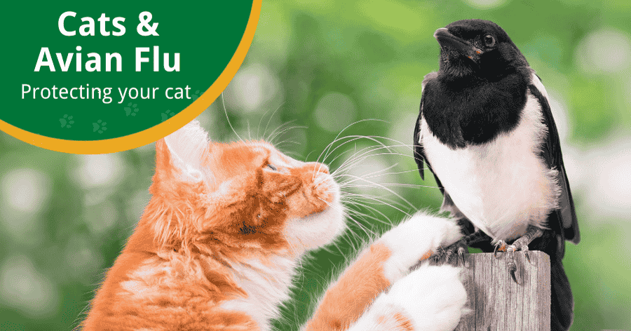 Avian Influenza (H5N1) in Cats: What You Need to Know