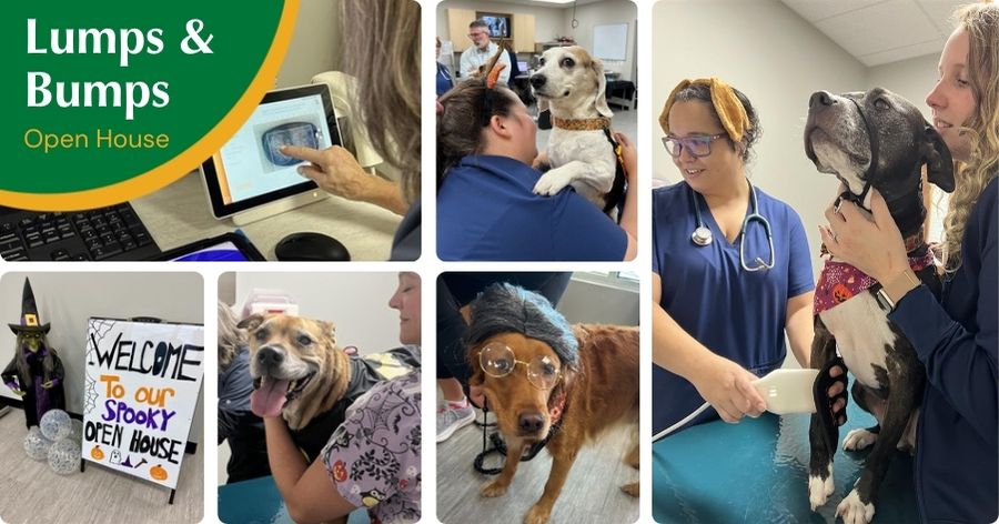 Follow-Up: Successful Lumps & Bumps Screening at Southport