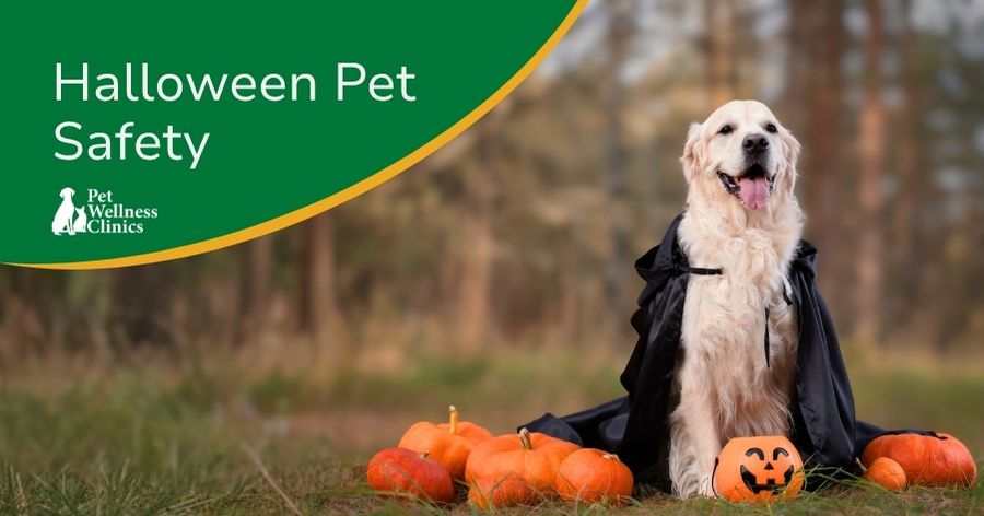 Halloween Pet Safety