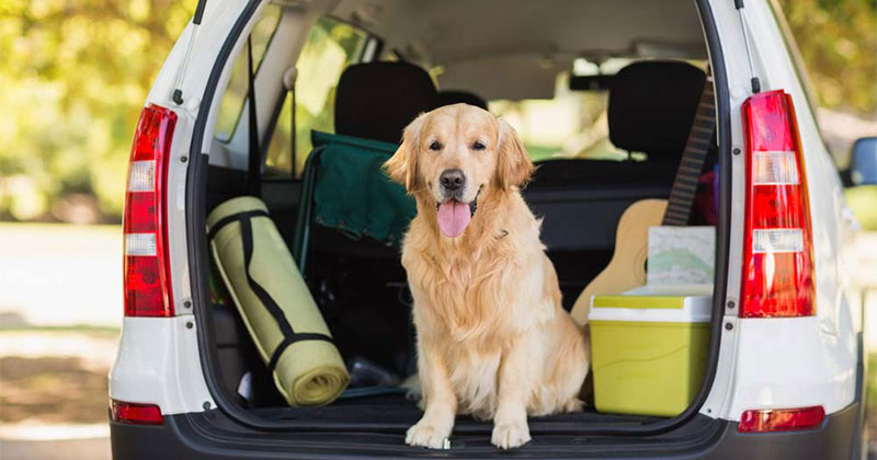 Beat the heat — keep your pets safe this summer