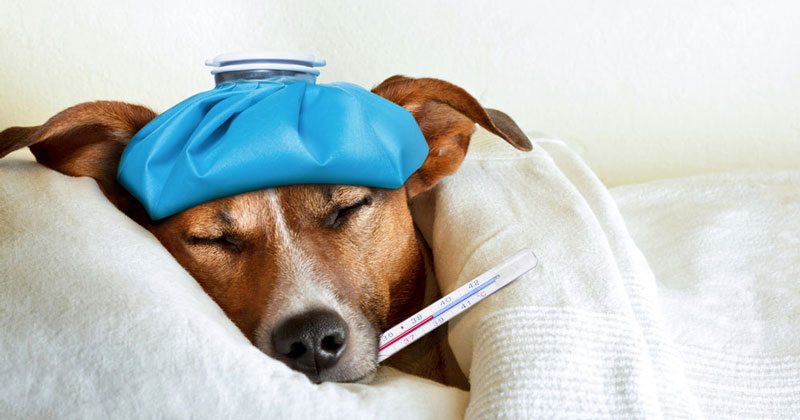 Keeping pets safe from canine influenza