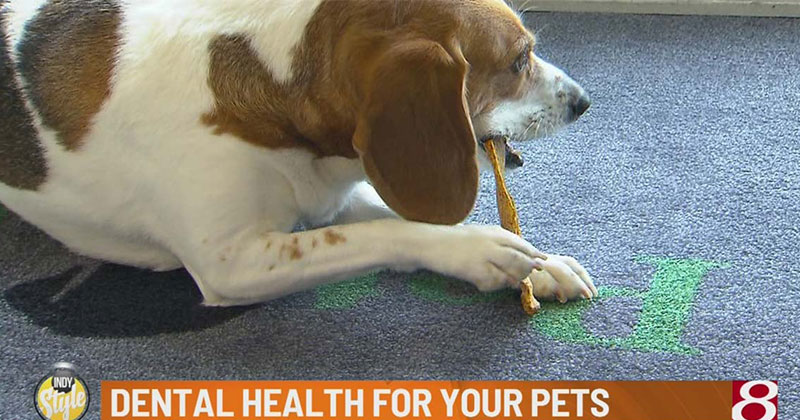 Pet Wellness Clinics Tips: Dental Health for Your Pets