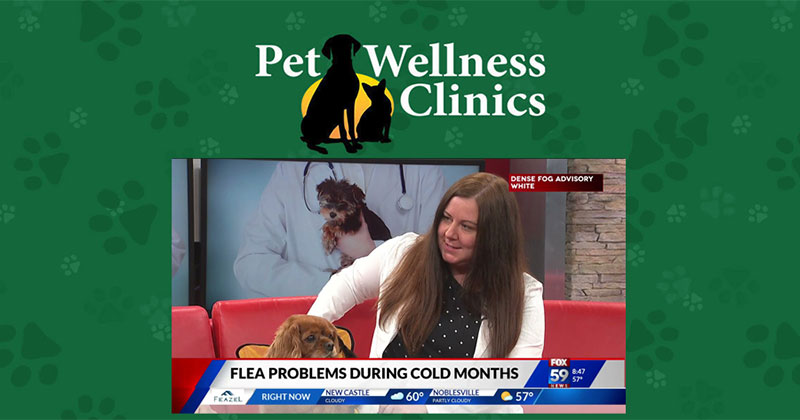 Fleas Still a Pest in Colder Weather