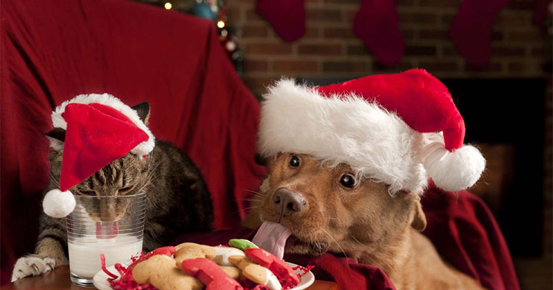 Protect Your Furry Friend with These Holiday Pet Safety Tips