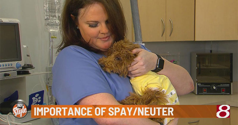 Pet Wellness Clinics Tip: Importance of Spay/Neuter