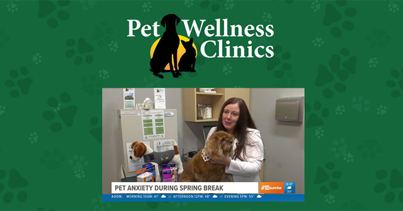 Knowing the Signs of Pet Anxiety