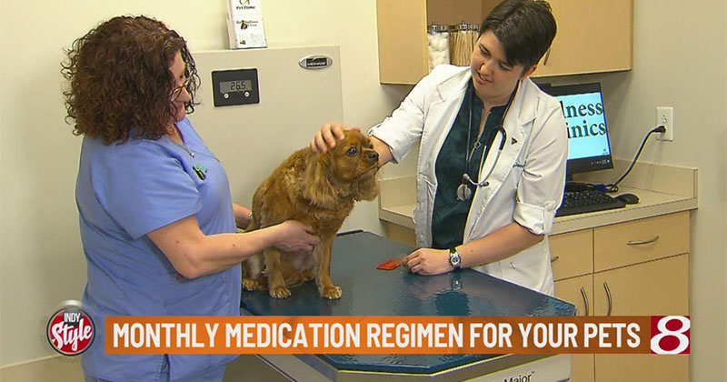 Pet Wellness Clinic Tip: Monthly Medication Regimen