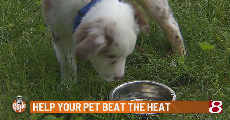 Pet Wellness Tip: Help your pet “beat the heat”