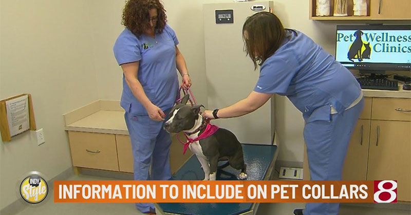 Pet Wellness Clinics Tip: What you need to put on your pet's collar