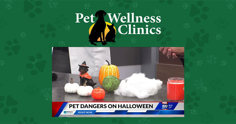 Don’t Let Halloween Get Spooky for Pets