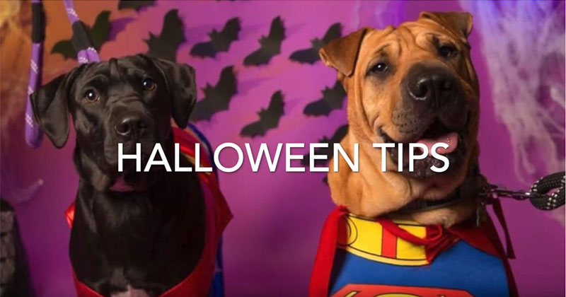 Halloween Tips for Your Pets