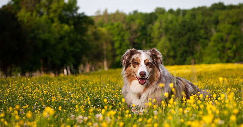 Spring Time Parasite Prevention Tips for your Pet